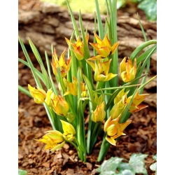 Orphanidea Flava botanisk tulpan - XL förpackning - 50 st