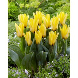 Notový tulipán - 5 ks