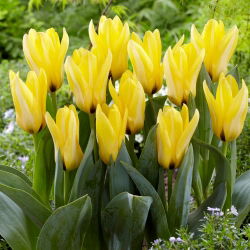 Notový tulipán - 5 ks