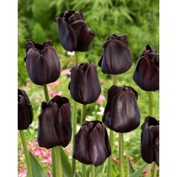 Paul Scherer tulipan - 5 stk.