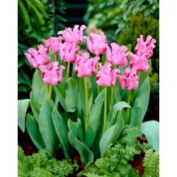 Picture tulip - 5 pcs