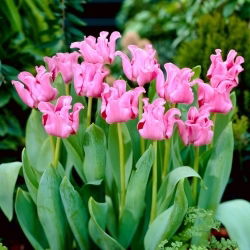 Tulipano con foto - Confezione XL - 50 pz
