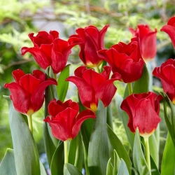 Piros ruha tulipán - XL csomag - 50 db.