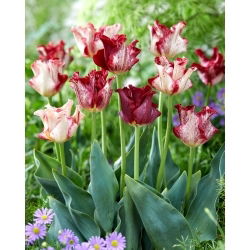 Csíkos korona tulipán - XL kiszerelés - 50 db.