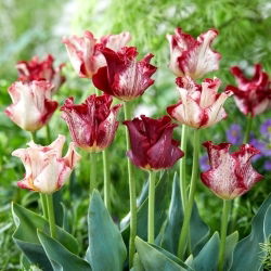 Csíkos korona tulipán - XL kiszerelés - 50 db.