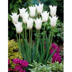 Tulipano bianco Triumphator - XXXL conf. 250 pz