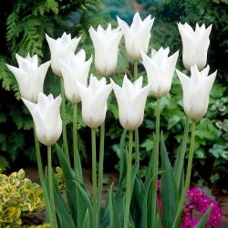 Witte Triumphator tulp - 5 stuks - 