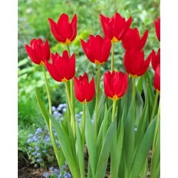 Wisleyho tulipán - 5 ks