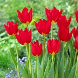 Wisleyho tulipán - 5 ks