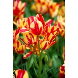 Лале Wonder Club - XL опаковка - 50 бр - 