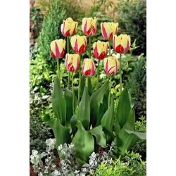 Tulipán World Expression - 5 ks