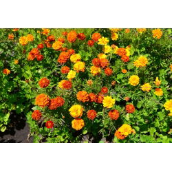 Clavelón de la India - variada - Tagetes patula - 100 g - Anual ornamental y fitosanitaria - Semillas frescas