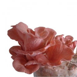 Pleurotus djamor