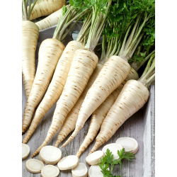 Sakņu pētersīļi - Olomoucká - 100 g - Aromātiskas saknes zupām un garšvielām - Svaigas sēklas