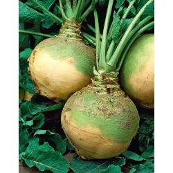 Suedez furajer "Kaszubska", rutabaga - 10 g - 