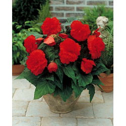Begonia Fimbriata červená - 2 cibule