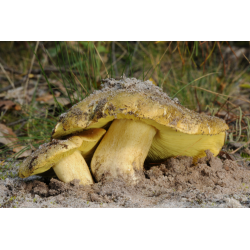 Muž na koni - živý potěr - velká smečka - 
