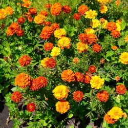 Clavelón de la India - variada - Tagetes patula - 100 g - Anual ornamental y fitosanitaria - Semillas frescas