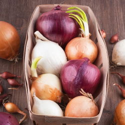 Cipolla - Miscuglio di varietà - Semi a nastro - Lucentezza, dolcezza