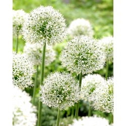 Allium Mount Everest - XL balení - 50 ks.