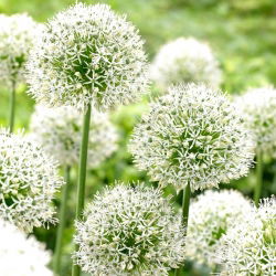 Allium Mount Everest - XL balení - 50 ks.