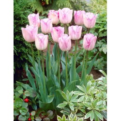 Tulipa Shirley - Tulip Shirley - 5 củ