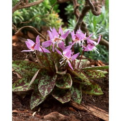Erythronium - Purple King