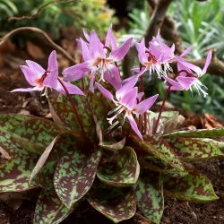 Erythronium - Purple King