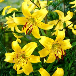 Lilium, Lily Yellow Tiger - XL-pack - 50 st