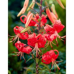 Lilium, Lily Red Tiger - XL pakke - 50 stk.