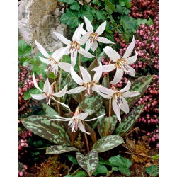 Erythronium - Snow Flake