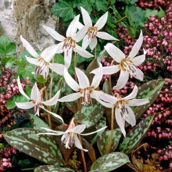 Erythronium - Snow Flake