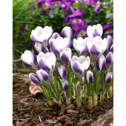 Crocus Prins Claus - XXXL pack - 500 pcs
