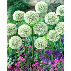 Allium White Giant - XL balení - 50 ks.