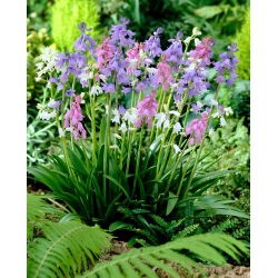 Blaustern - Farbmischung - Scilla - Pflegeleichte Frühlingsfarben - Blumenzwiebel - XXL-Packung - 500 Stück