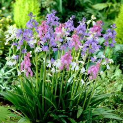 Blaustern - Farbmischung - Scilla - Pflegeleichte Frühlingsfarben - Blumenzwiebel - XXL-Packung - 500 Stück