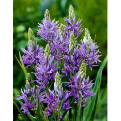 Camas, quamash - XXXL pakiranje - 500 kom ; Indijski zumbul, camash, divlji zumbul
