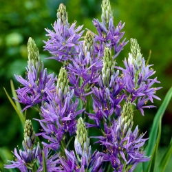Camas, quamash - XXXL pakiranje - 500 kom ; Indijski zumbul, camash, divlji zumbul