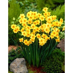 Daffodil, narcissus Martinette - XXXL pack  250 pcs