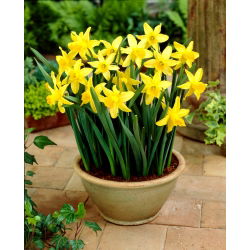 Daffodil, narcissus February Gold - XXXL pack  250 pcs