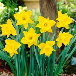 Osiris Waltz daffodil - XXXL pack  250 pcs
