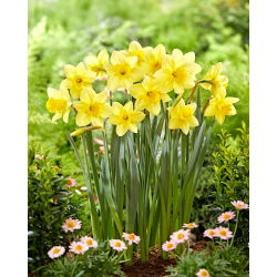 Barenwyn daffodil - XXXL pack  250 pcs
