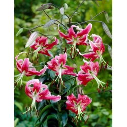Black Beauty lily - XL-verpakking - 50 st - 