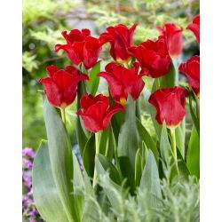 Piros ruha tulipán - XL csomag - 50 db.