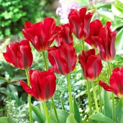 Red Springgreen tulipán - XL-es kiszerelés - 50 db.