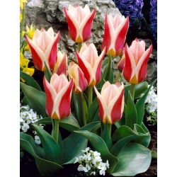 Rosanna tulp - 5 tk