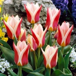 tulipan Rosanna - 5 kosov