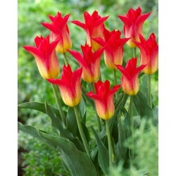 Tulipano Royal Gift - 5 pz