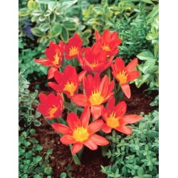 Scarlet Baby tulip - 5 kosov