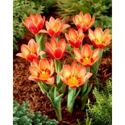 Shakespearov tulipán - 5 ks